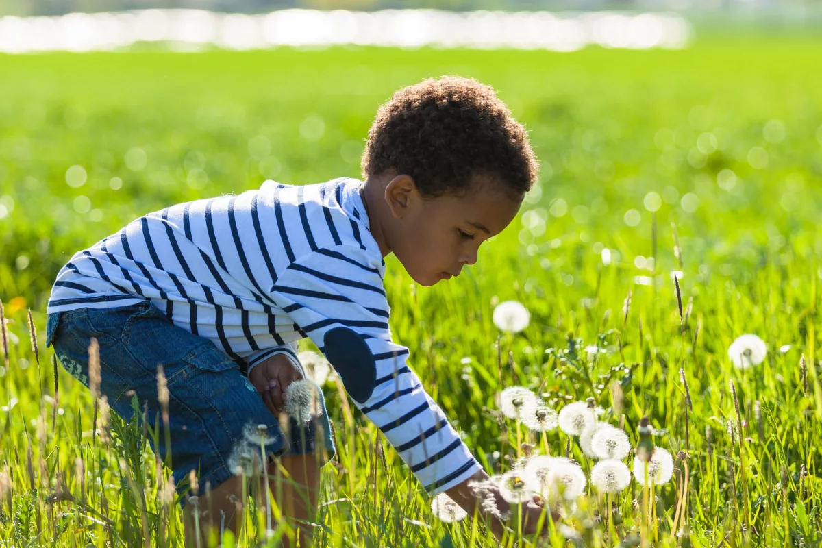 Justiça climática e direitos das crianças: na foto, criança se debruça sobre uma flor em um campo repleto de dentes-de-leão