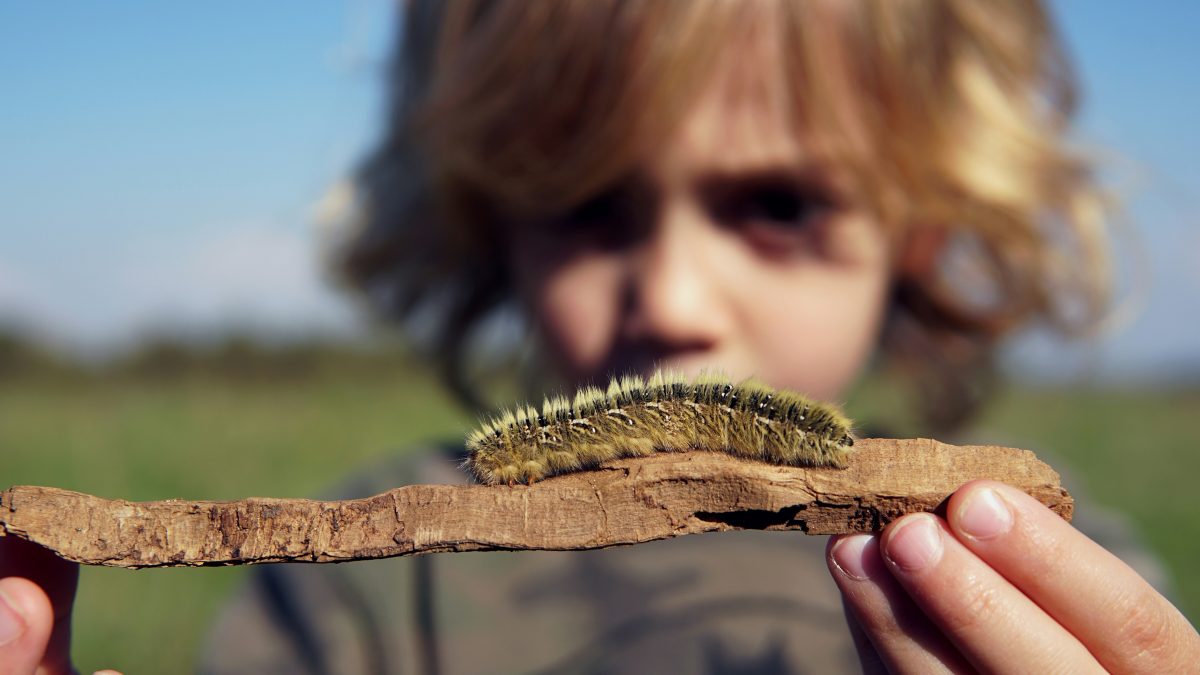 criança olha uma lagarta que está em um graveto que ela segura nas mãos